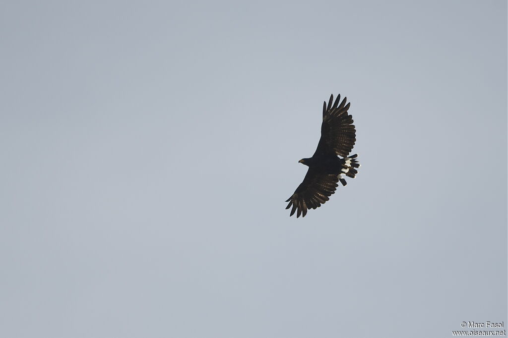 Common Black Hawk (subtilis)adult, Flight