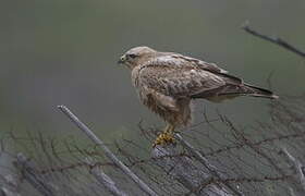 Long-legged Buzzard