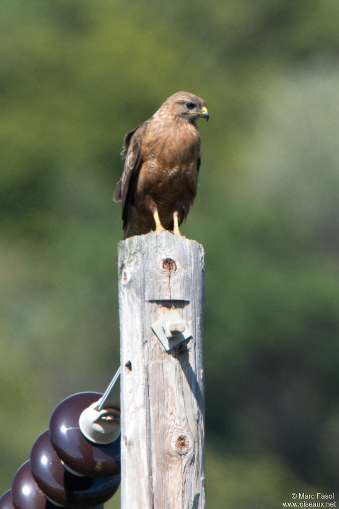 Long-legged Buzzardadult, identification