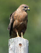 Long-legged Buzzard