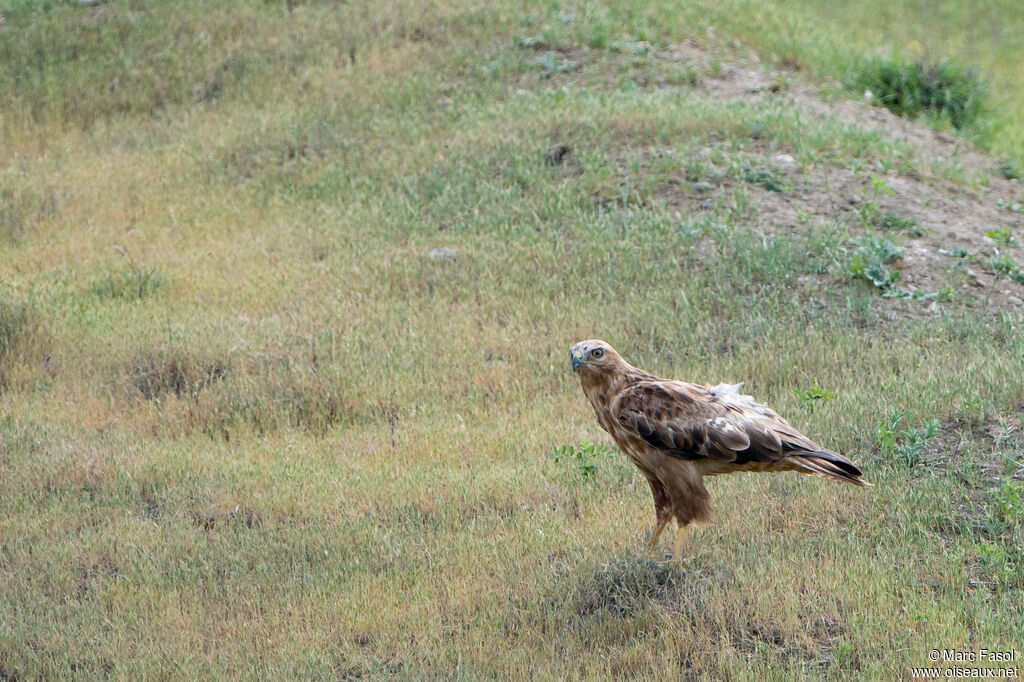 Long-legged Buzzardadult, identification, moulting