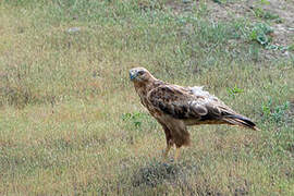 Long-legged Buzzard