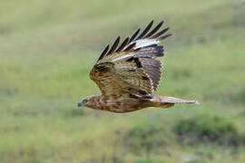 Long-legged Buzzard