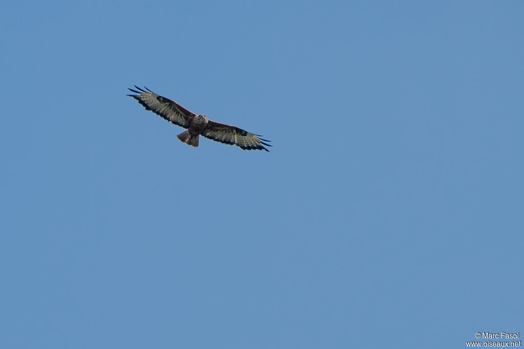 Long-legged Buzzardadult, Flight