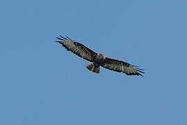 Long-legged Buzzard