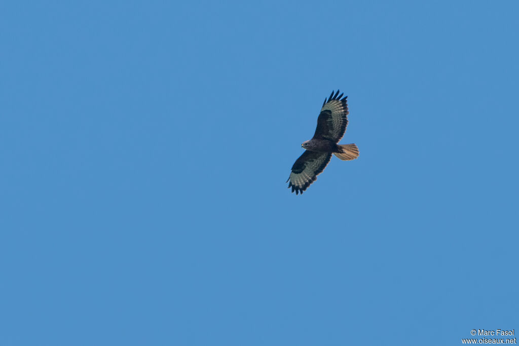 Long-legged Buzzardadult, Flight