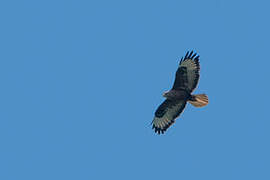 Long-legged Buzzard