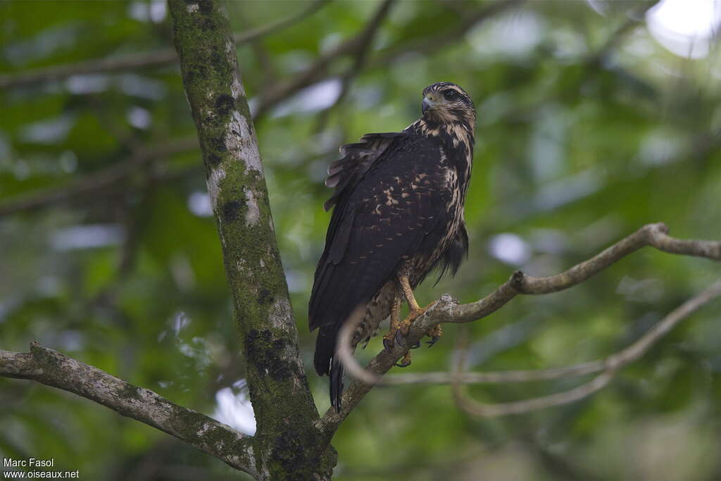 Common Black Hawkjuvenile, identification