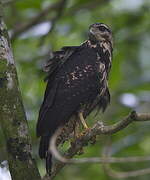 Common Black Hawk