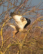 Rough-legged Buzzard