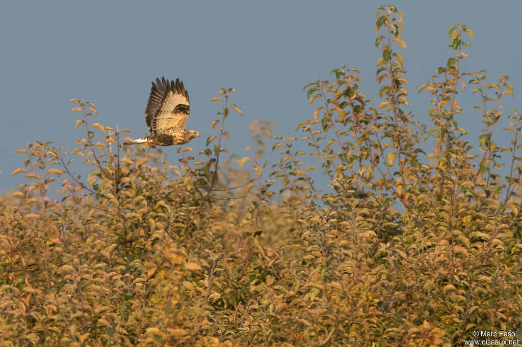 Rough-legged Buzzard female immature, Flight