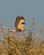 Rough-legged Buzzard