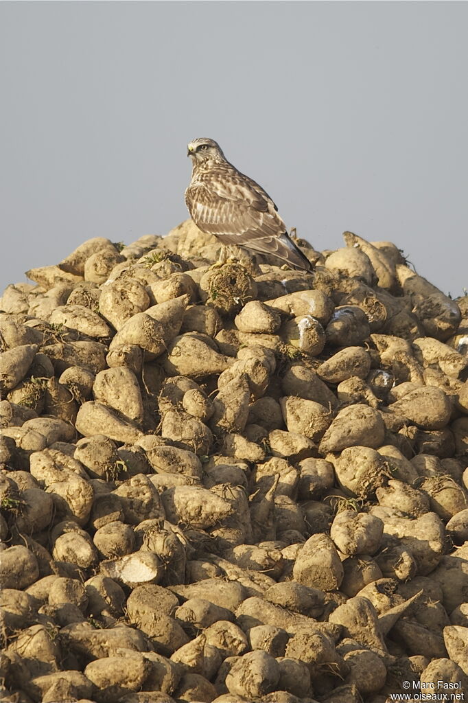 Rough-legged Buzzardjuvenile, identification