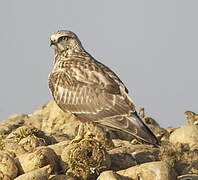 Rough-legged Buzzard