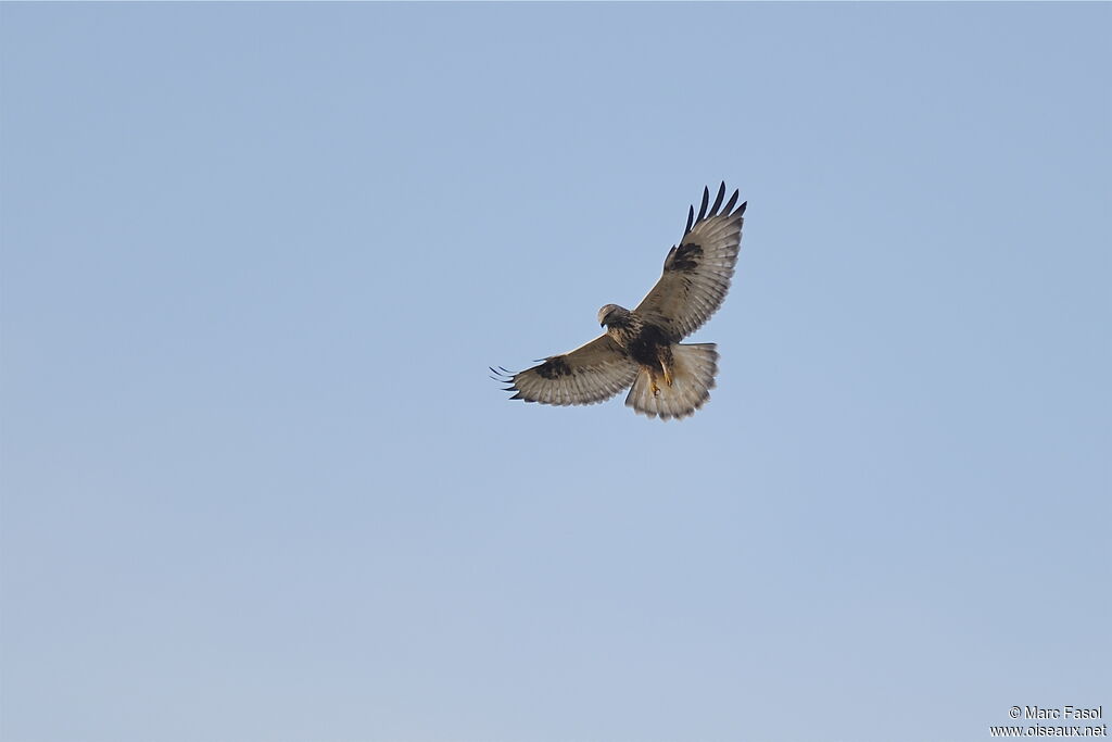 Rough-legged Buzzardjuvenile, identification, Flight, Behaviour