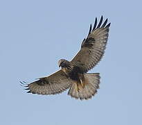 Rough-legged Buzzard