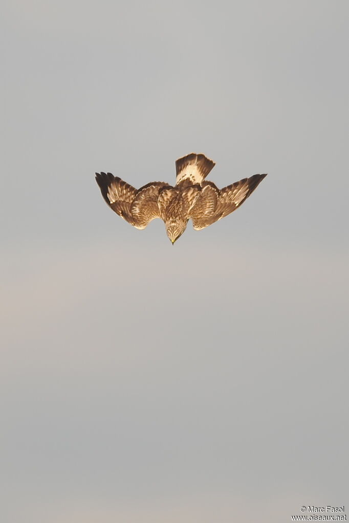 Rough-legged Buzzardjuvenile, identification, Flight, Behaviour