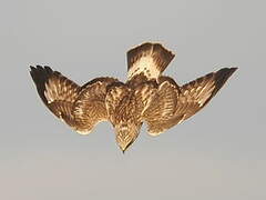 Rough-legged Buzzard