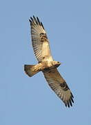 Rough-legged Buzzard