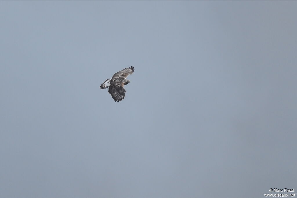 Rough-legged Buzzard female adult, Flight