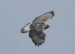 Rough-legged Buzzard