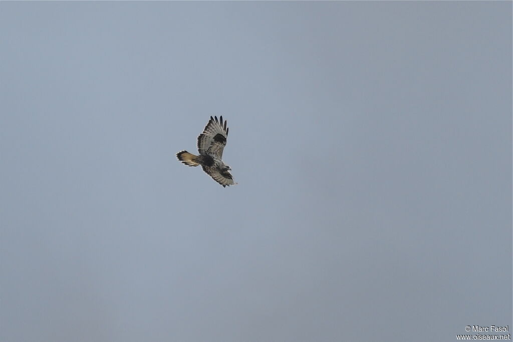 Rough-legged Buzzard female adult, Flight