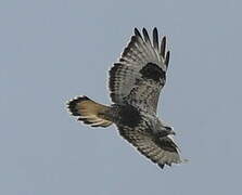 Rough-legged Buzzard