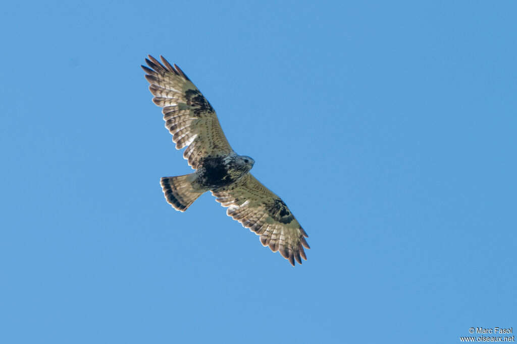 Rough-legged Buzzard female adult, Flight