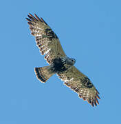 Rough-legged Buzzard