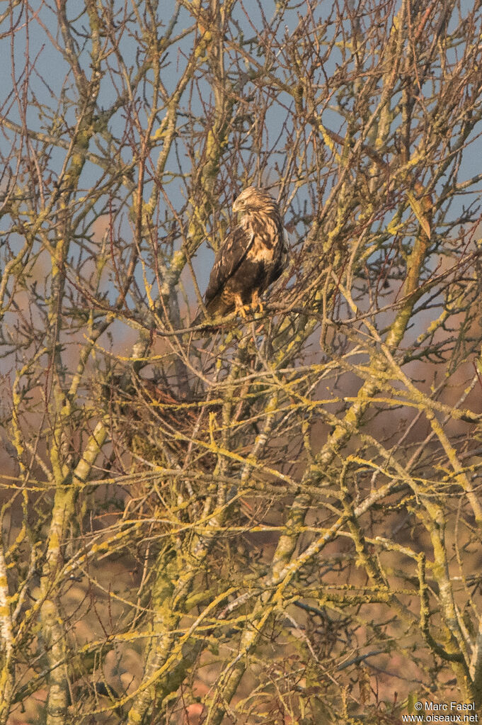 Rough-legged Buzzard female immature