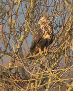 Rough-legged Buzzard