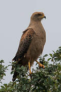 Savanna Hawk