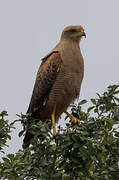 Savanna Hawk