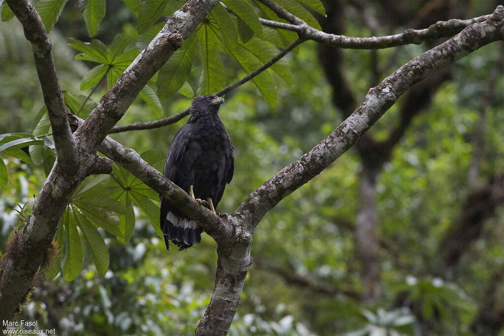 Buse solitaireadulte, identification