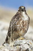 Variable Hawk