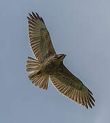 Variable Hawk