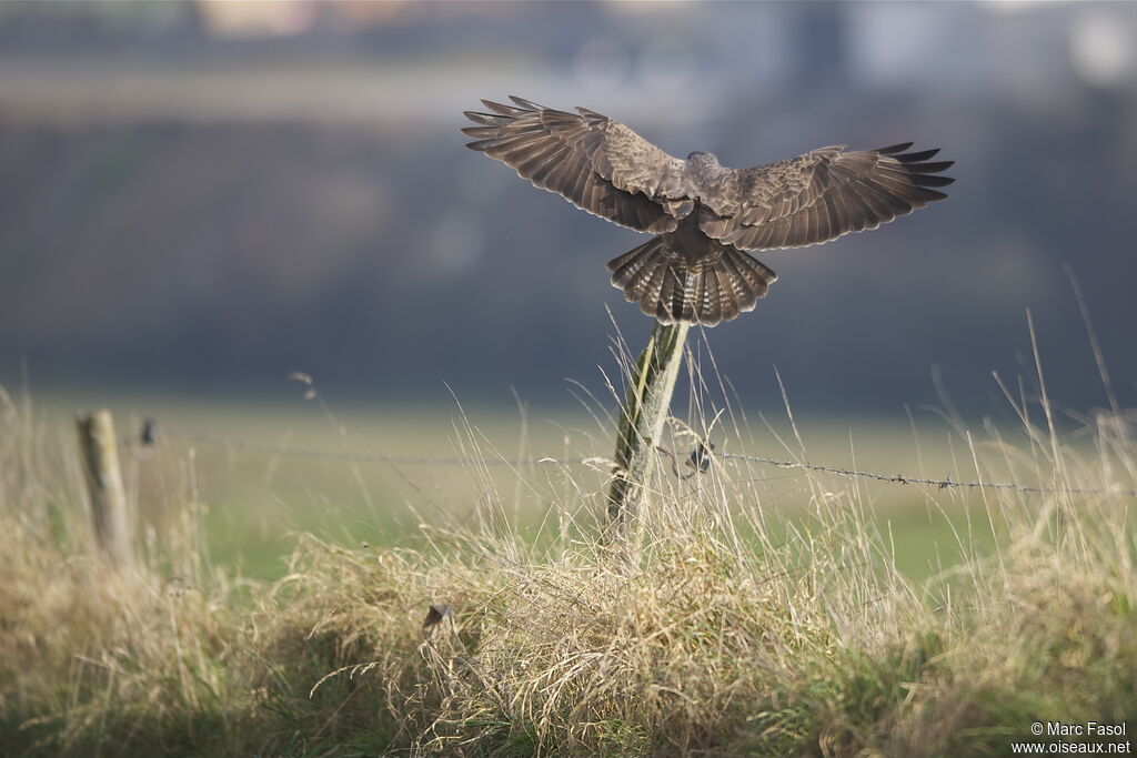Common Buzzardadult, Flight