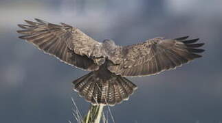 Common Buzzard