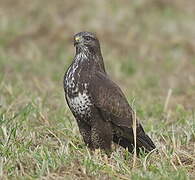 Common Buzzard