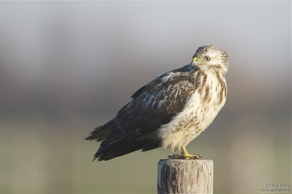 Common Buzzard, identification, Behaviour