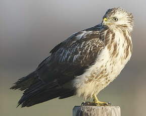 Buse variable