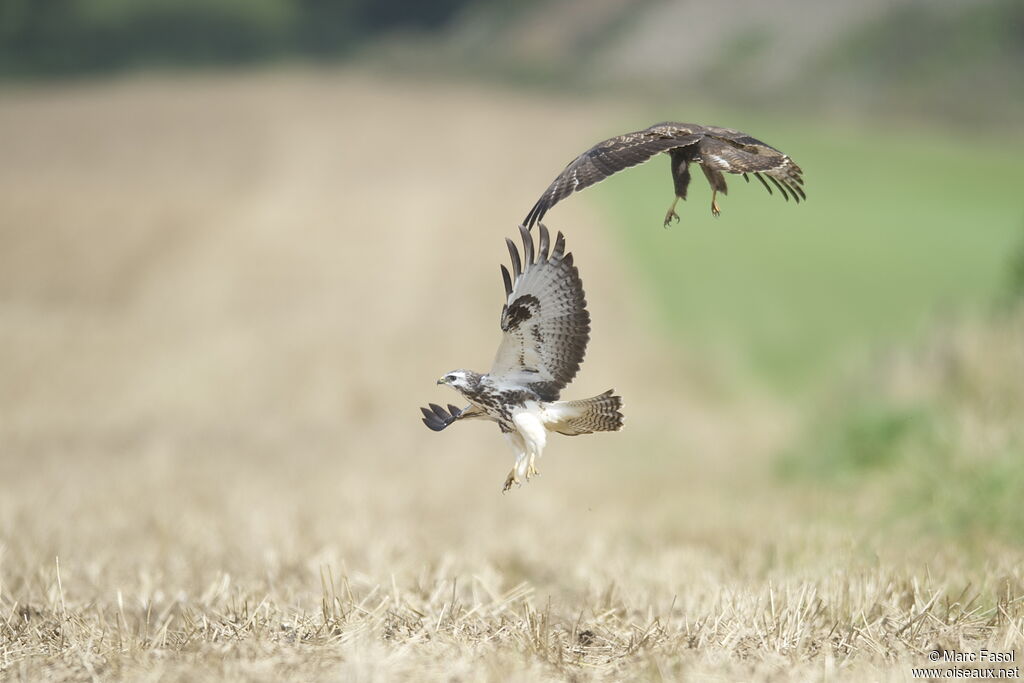 Common Buzzardadult, identification, Behaviour