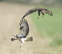 Buse variable