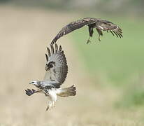 Common Buzzard