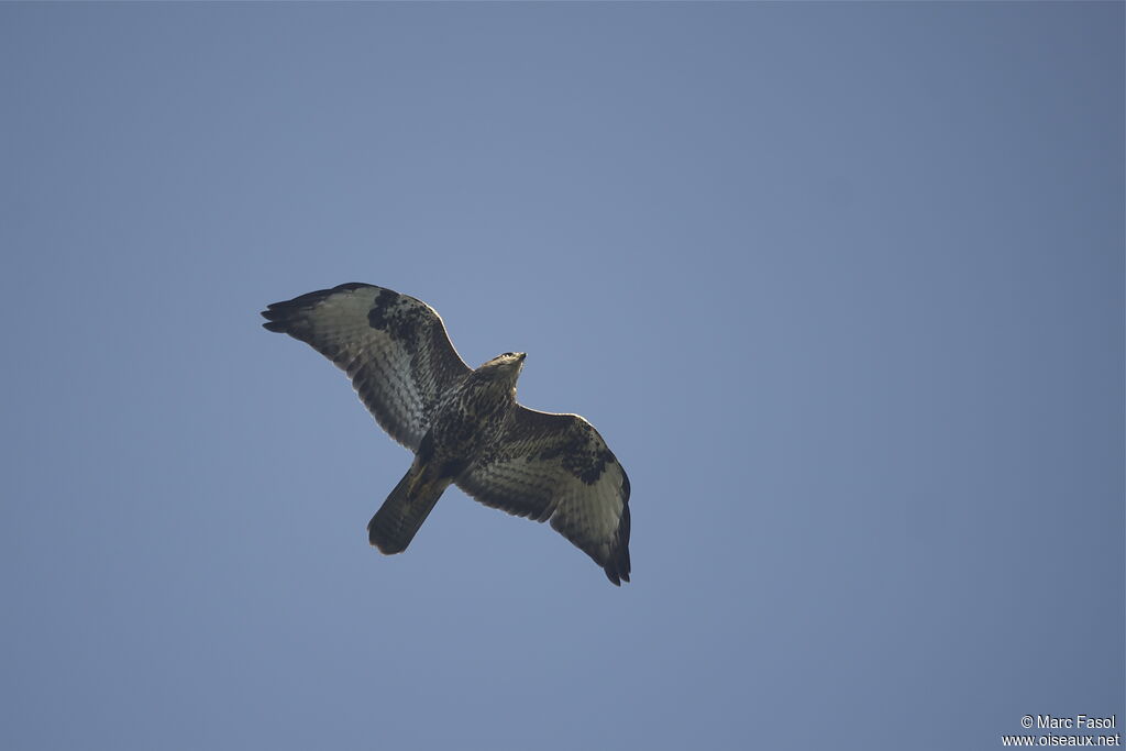 Common Buzzard, Flight