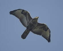 Common Buzzard