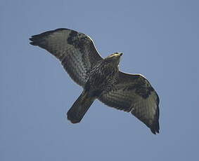 Buse variable