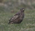 Buse variable