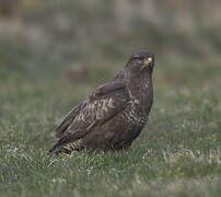 Common Buzzard