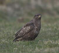 Common Buzzard